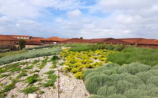 The structured plant pattern makes the roof look very lively. Green roof with drip lines